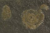 Dactylioceras Ammonites On Shale - Germany #79326-1